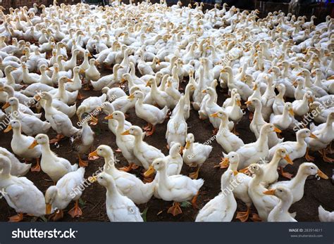 149,041 Duck Farms Images, Stock Photos & Vectors | Shutterstock