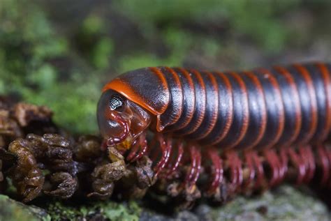 What Do Millipedes Eat? 9 Surprising Meals - A-Z Animals