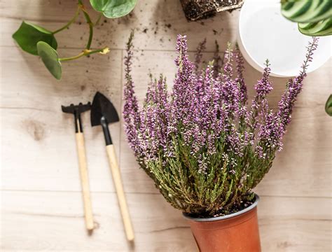 How to Grow Lavender Indoors
