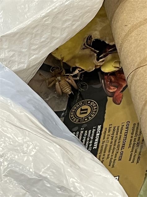 Image result for Alien Looking Bug