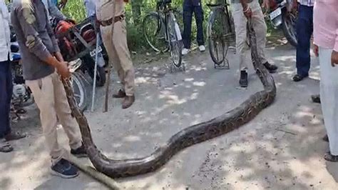 Big Python's 的图像结果