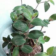 Image result for Baby Bunny Bellies House Plant