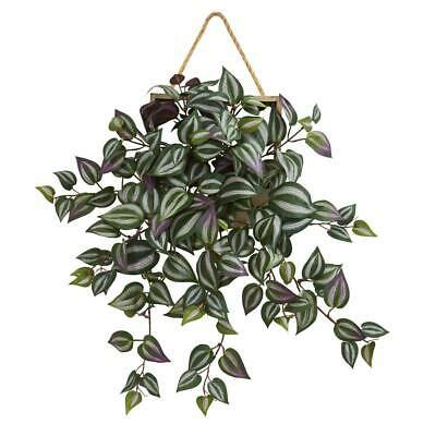 Buy Plant House Live Wandering Jew Tradescantia pallid Charming Plant ...