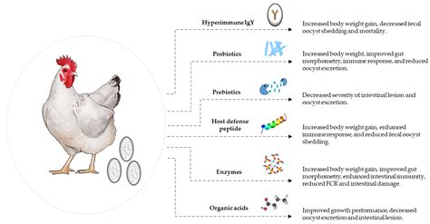 Broiler Poultry Vaccines at Nadine Boeding blog