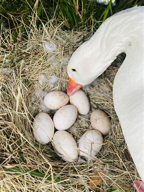 Chinese Geese Incubating Eggs