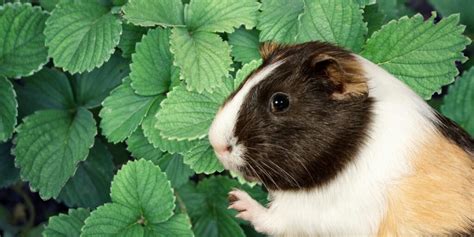 Image result for Egg Shells for Dogs