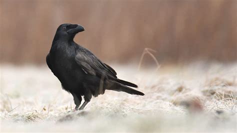 Ravens In The Bible: Symbolism, References, & Meaning | Think About ...