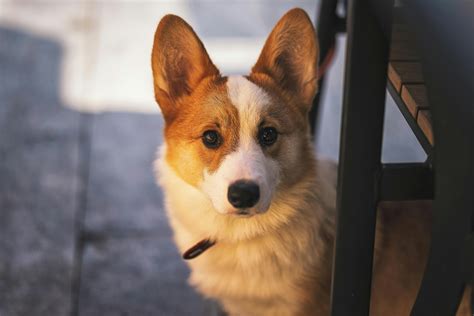 Corgi Lifespan: Understanding Corgi Life Expectancy