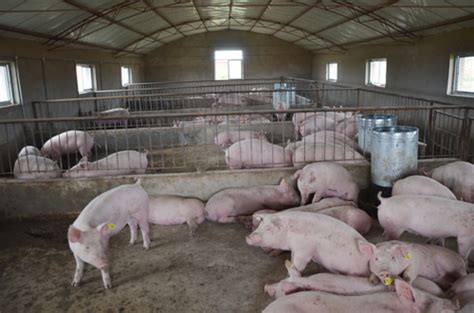 猪圈里的猪图片,猪在猪圈睡觉图片,猪圈里的猪图片动漫_大山谷图库