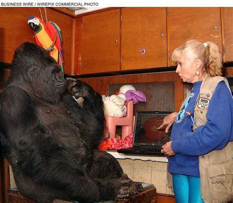 Koko, the beloved gorilla who knew sign language, dies at age 46