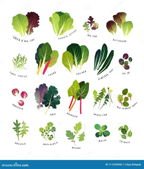 Leafy Green Vegetables List