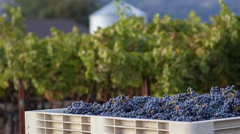 Discover the Pinotage Grape: Taste, Pairing, and Variations