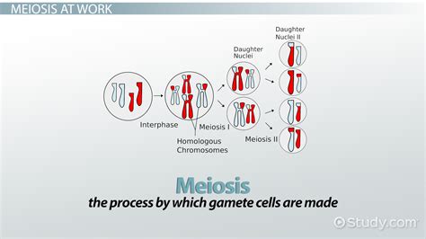 Meiosis Definition