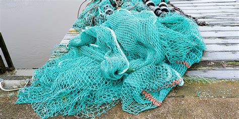 Image result for Netting Fast Fish Between Tanks