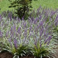 Lowe's Ground Cover at Lowes.com