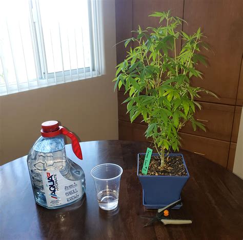 How to Clone Weed in a Cup of Water (Easy!) | Grow Weed Easy