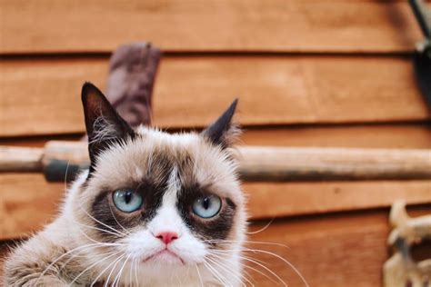 Image result for Grumpy Cat Smiling