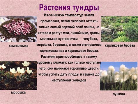 Животные и растения тундры сообщение 4 класс: Тундра – растения и ...