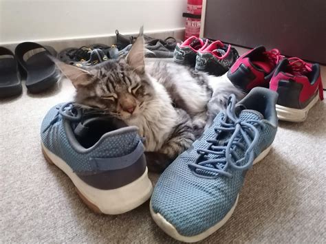 6 months today, what a wild 4 months it has been :) : r/mainecoons