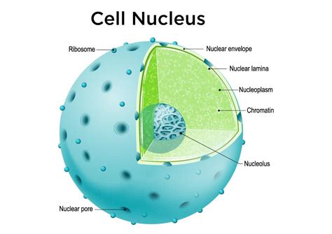 Have you understood the different parts of the nucleus and their ...