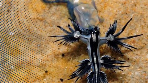 The blue dragon: the curious creature returning to the Spanish ...