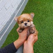 Image result for Cute Adorable Teacup Puppies