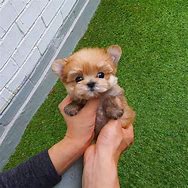 Image result for Small Teacup Dog Breeds