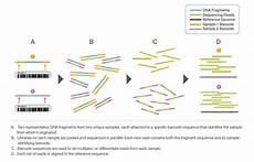 illumina ngs sequencing multiplex sequencing illumina ngs sequencing multiplex sequencing