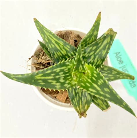 Aloe Jucunda – Dream Green