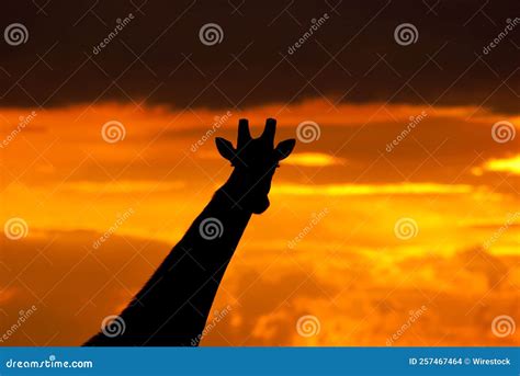 Silhouette of a Giraffe in the Serengeti Plains, Tanzania Stock Photo - Image of giraffe, sunset ...