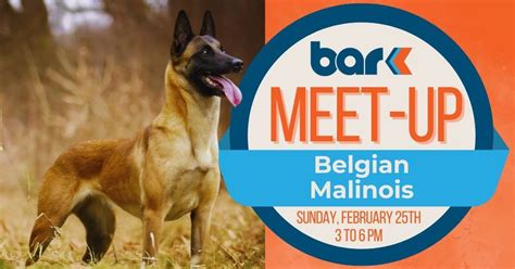BREED MEET-UP: BELGIAN MALINOIS, Bar K (St. Louis), February 25 2024 ...