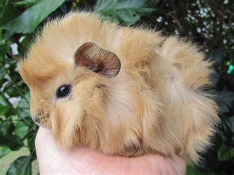 Guinea pig:)!! Baby Guinea Pigs, Guinea Pig Care, Pet Pigs, Baby Pigs ...
