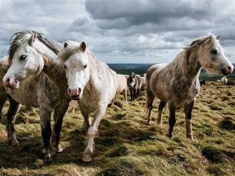 Welsh Mountain Pony (Section A) - Horse Breeds