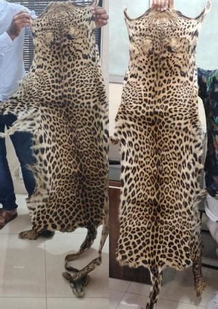 K'taka police arrest rowdy sheeter trading leopard skin - IBTimes India
