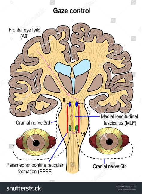 Illustration Shown Pathway Eye Movement Control 스톡 일러스트 1391838155 ...