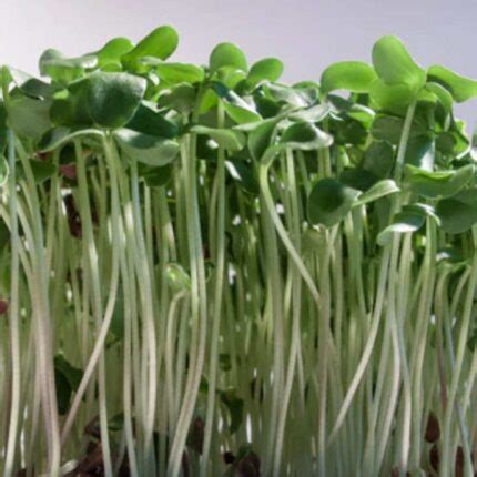 Buy Microgreen Seeds Online India | Microgreen Herb Seeds For Home ...