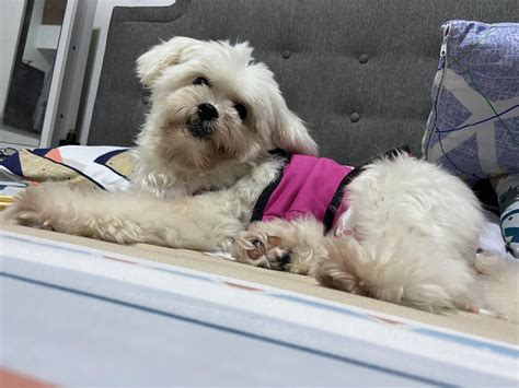 Help! My dog is eating her poop. How do I get her to stop doing it? : r ...