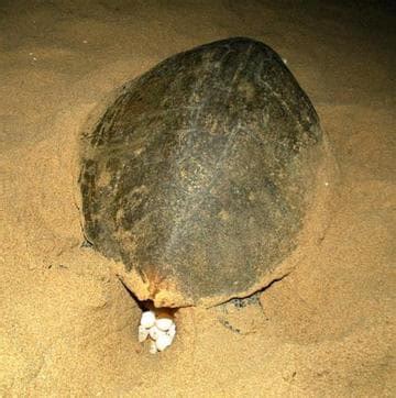 On a midnight walk: What Chennai means to the turtles| India News