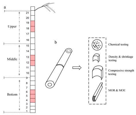 Morphological, Chemical, and Physical-Mechanical Properties of a ...