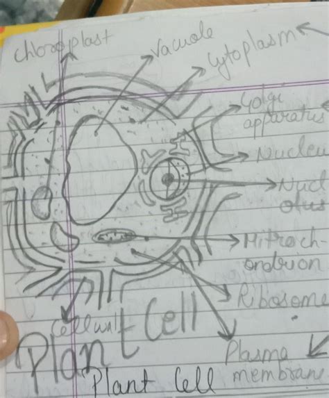 Draw a labelled diagram of plant cell and describe nucellus, vacull and ...