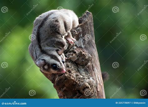 Sugar Glider Petaurus Breviceps on Tree Branch Stock Image - Image of ...