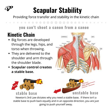 What Are Scapular Used For at Krystal Russell blog