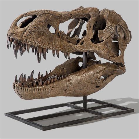 Tyrannosaurus Rex Dinosaur Skull (CAST) – SkullStore Inc.