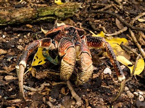 Image result for Mutant Animals