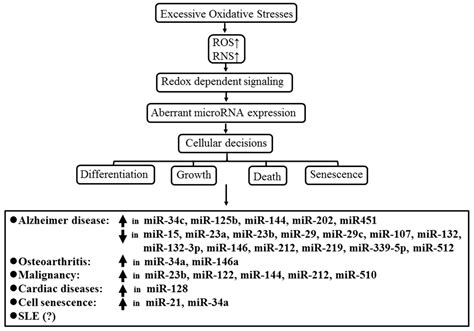 Cross-Talk between Mitochondrial Dysfunction-Provoked Oxidative Stress ...