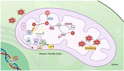 Molecular Mechanisms of Rett Syndrome: Emphasizing the Roles of ...