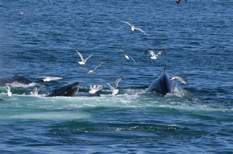 Scientists Have 20-Minute Conversation With Humpback Whale - Animals Around The Globe