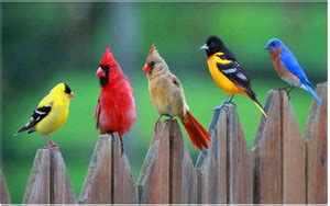 Birds Flex Poster For Room Mo-403 Photographic Paper - Birds posters in ...