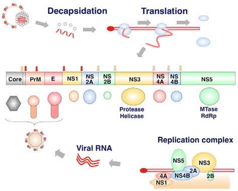 Viruses | Special Issue : Viral Infection and Apoptosis