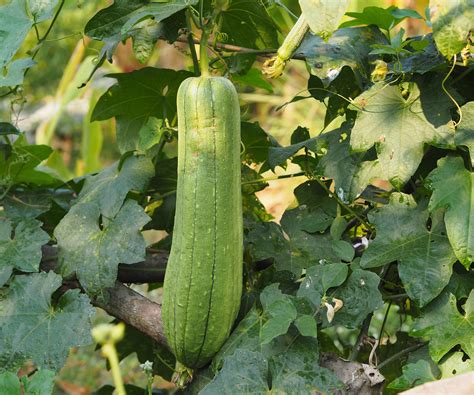 How to grow luffa plants at home – and harvest your…